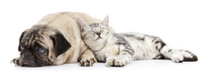 Dierenpension Marknesse